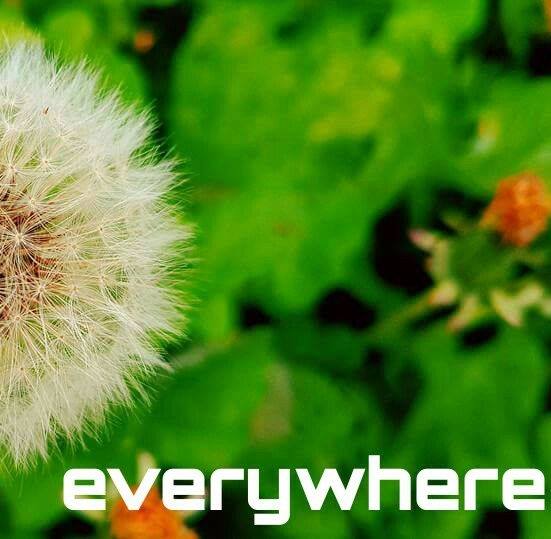 Everywhere band Photo