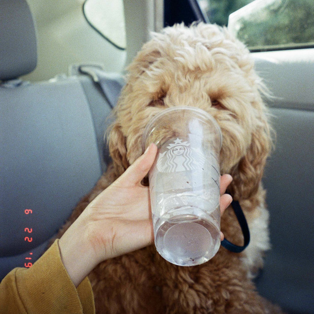 EP Review: Lily Potter – The&nbsp;Archive